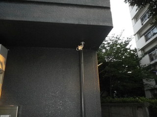 IMGP00200625.JPG